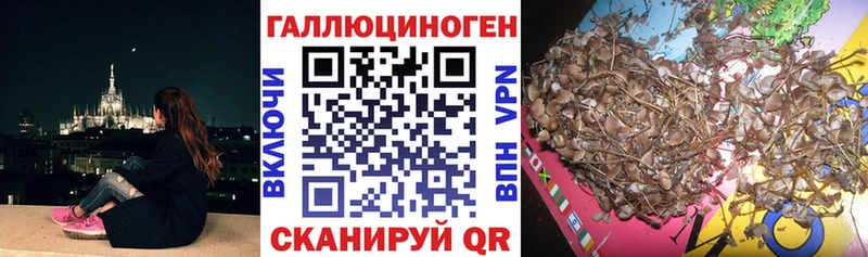 Псилоцибиновые грибы Psilocybine cubensis  Югорск 